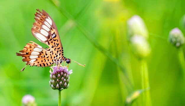 Graceful Encounter Monarch Butterfly Resting on a Flower Plant Captivating Nature's Light and Beauty