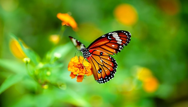 Graceful Encounter Monarch Butterfly Resting on a Flower Plant Captivating Nature's Light and Beauty