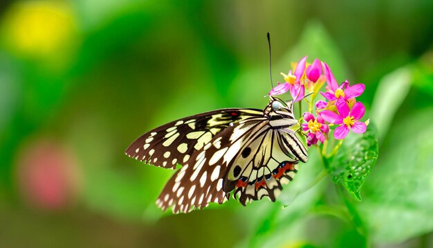 Graceful Encounter Monarch Butterfly Resting on a Flower Plant Captivating Nature's Light and Beauty