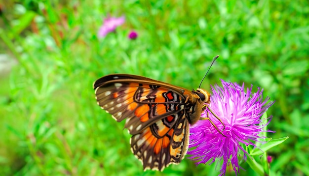 Graceful Encounter Monarch Butterfly Resting on a Flower Plant Captivating Nature's Light and Beauty