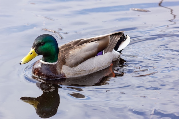 Graceful mallard duck swims in the water with ripples.