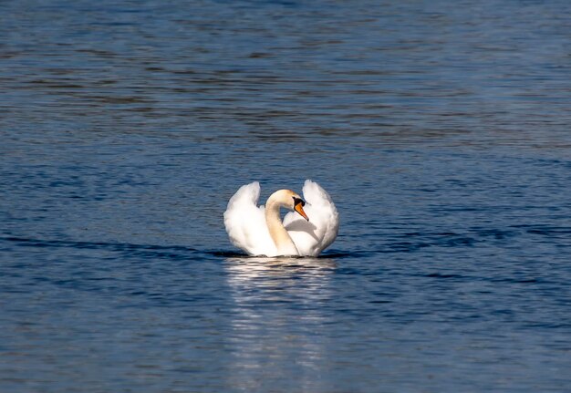 Photo a graceful mute swan - cygnus olor