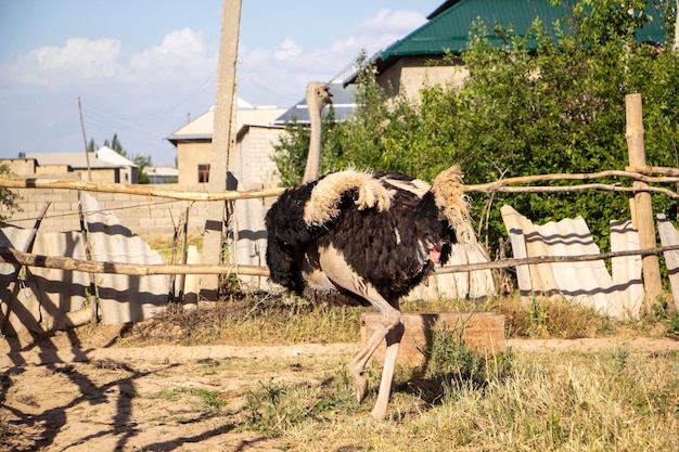 A graceful ostrich walks through the aviary