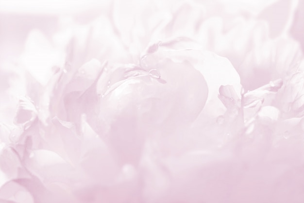 Фото Изящный пастельный розовый пион