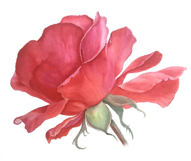 Graceful red rose watercolor illustration