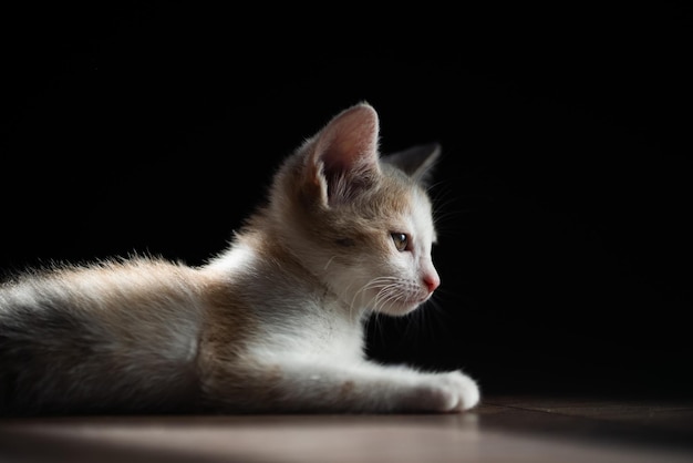 Foto un grazioso gattino rosso-bianco giace su un laminato. un animale domestico. primo piano, sfondo nero.