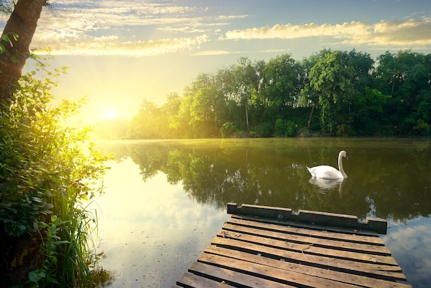 graceful swan on river early in the morning