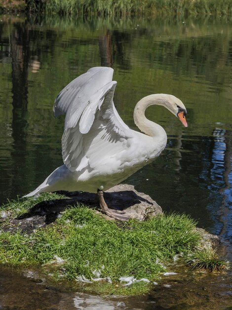 Graceful white Swan in the lake, swans in the wild. Portrait