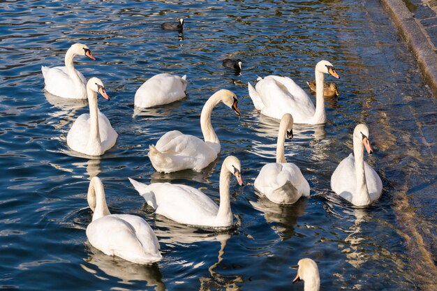 Photo graceful white swan latin name cygnus olor swimming in italian lake peace calm blue water background