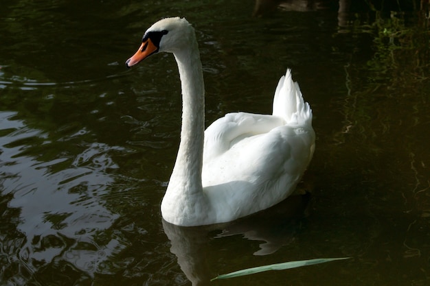 Graceful white swan with red beak floating in water