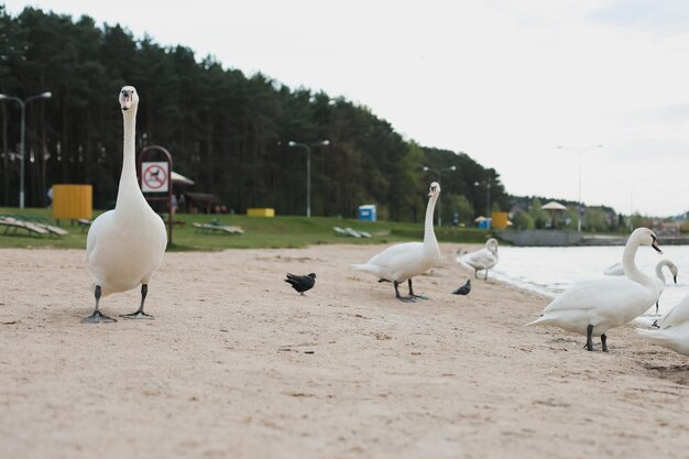 Graceful white swans on the lake Mute swans wildlife scene