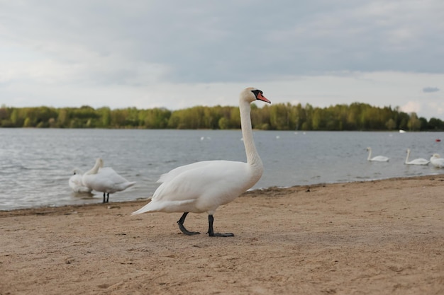호수에 우아한 하얀 백조 음소거 백조 야생 동물 장면