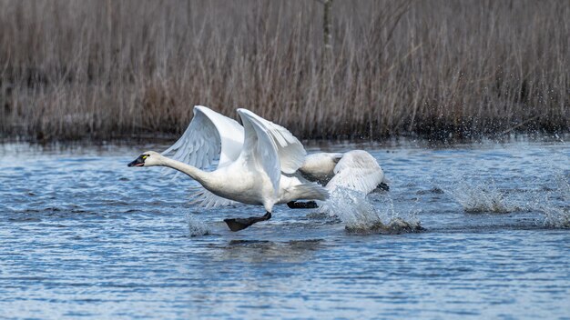 Gracefully glide on water with trees in the background