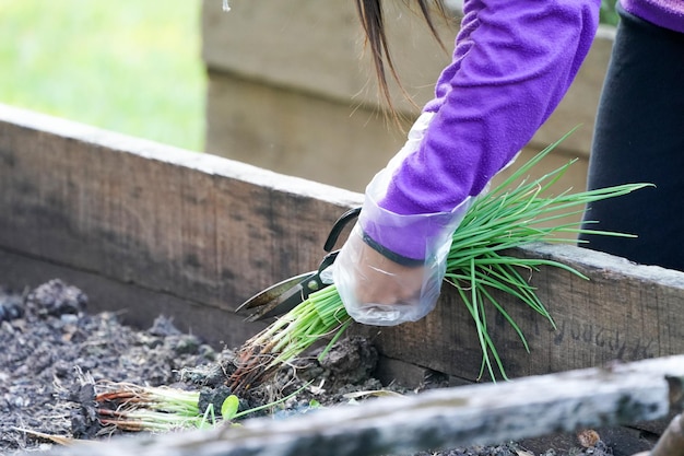 庭の植物の世話をしている年配の労働者。