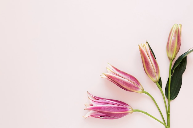 Foto gigli reali rosa sfumati su sfondo elegante