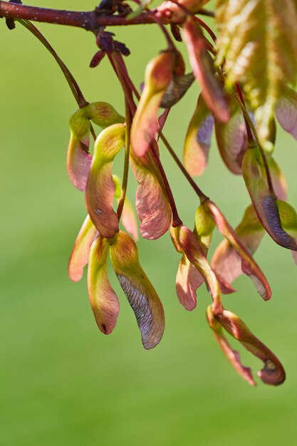 Gradient Seed Pods in Macro Springtime Growth