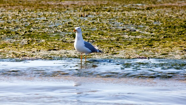 Grado lagoon