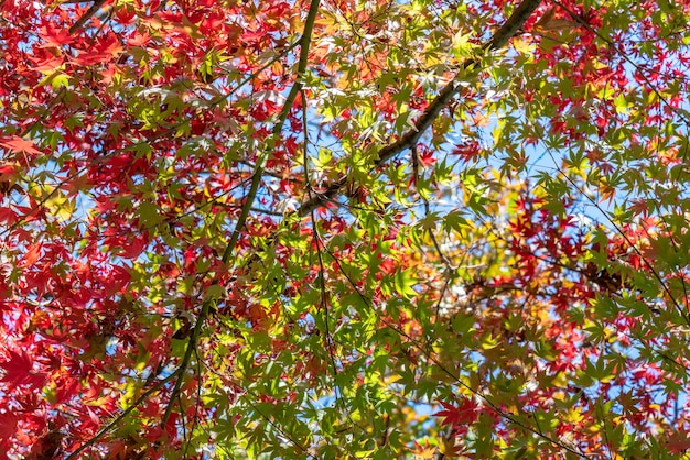Le foglie d'acero rosse graduali nel parco