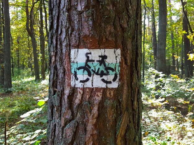 Foto graffiti sul tronco di un albero nella foresta