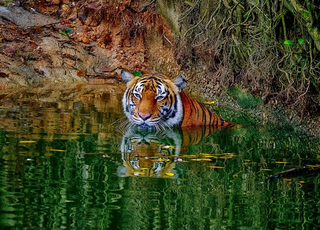 Photo graffiti on water