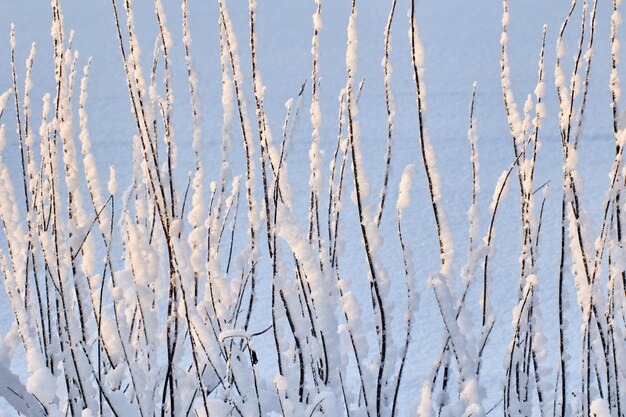 Foto grafisch planten textuur met natte sneeuw op zwarte verticale takken van vegetatie langs de weg