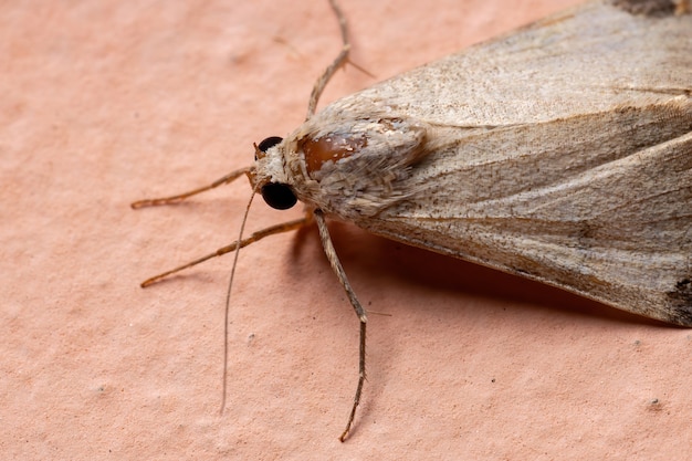 Grafische owlet moth van het geslacht melipotis