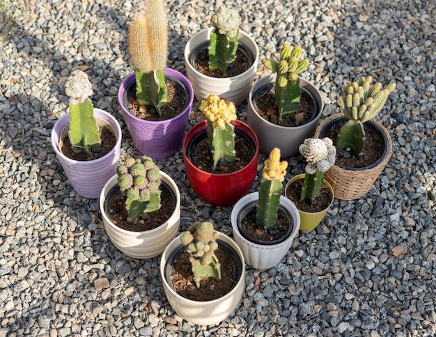 Grafted cactus in ceramic pots high angle view