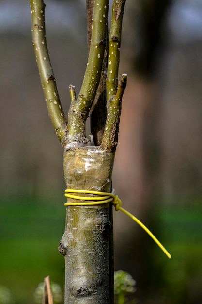 Photo grafted tree in an orchard