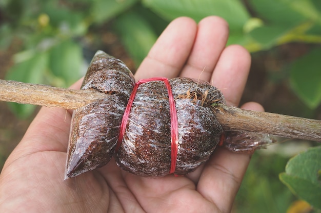 Grafting guava tree in agriculture farm 