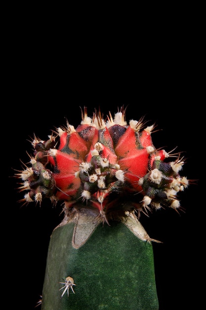 Grafting hybrid gymnocalycium cactus with studio lighting