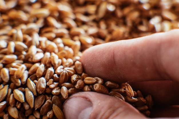 Grain close-up held by fingers Bckground