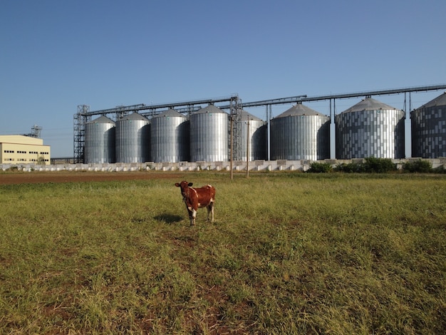 Grain elevator metal grain elevator in agricultural zone agriculture storage for harvest grain