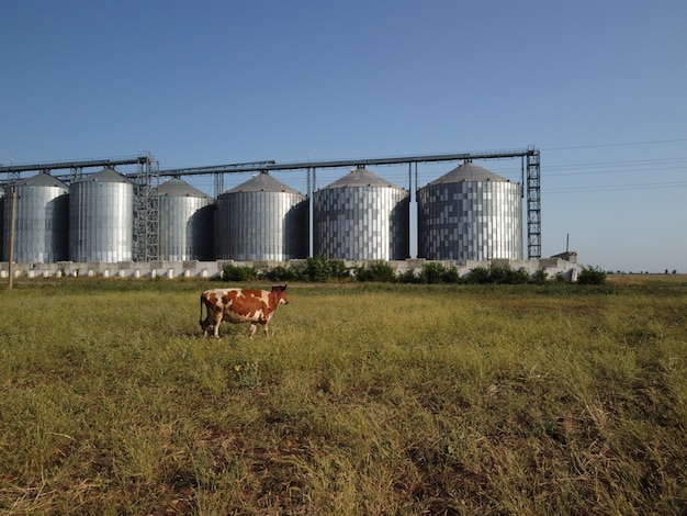 Grain elevator metal grain elevator in agricultural zone agriculture storage for harvest grain