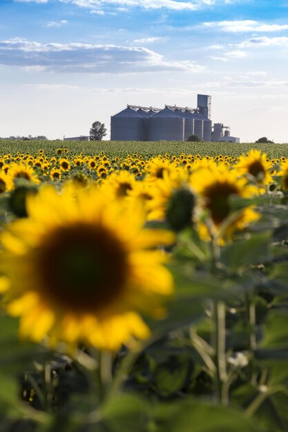 the grain elevator