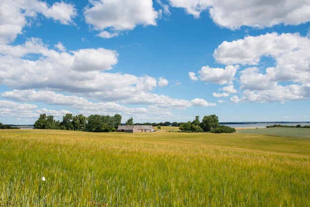 Grain field on Svino on the Danish countryside