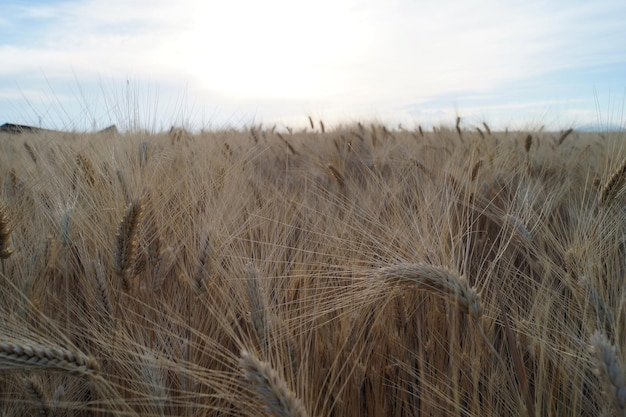 Grain field