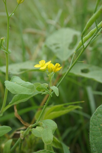 grain flowers