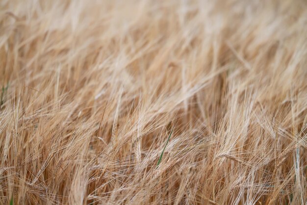 grain harvest background crisis farming