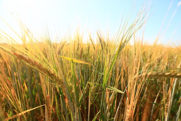 穀物収穫背景危機農業
