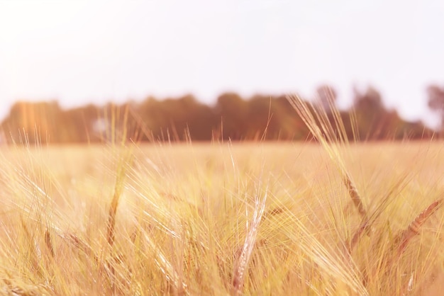 grain harvest background crisis farming