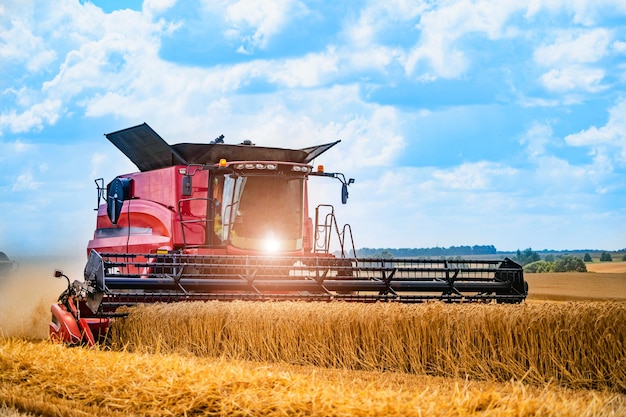 Grain harvesting combine in a sunny day Yellow field with grain Agricultural technic works in field