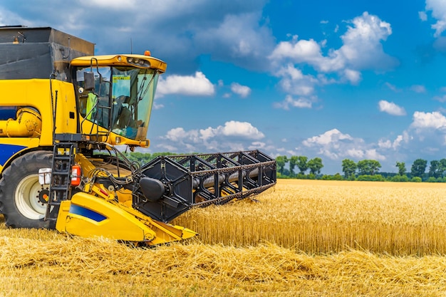 Grain harvesting combine in a sunny day yellow field with grain\
agricultural technic works in field