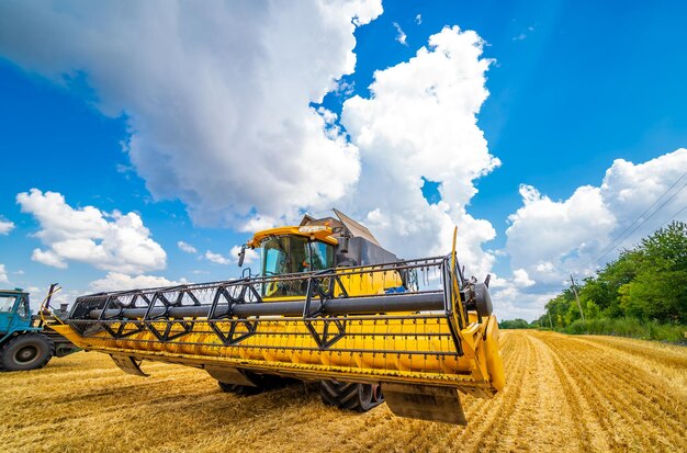 Grain harvesting combine in a sunny day Yellow field with grain Agricultural technic works in field