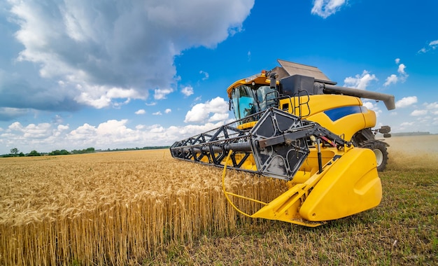 La mietitura del grano si combina in una giornata di sole. campo giallo con grano. lavori di tecnica agricola in campo.