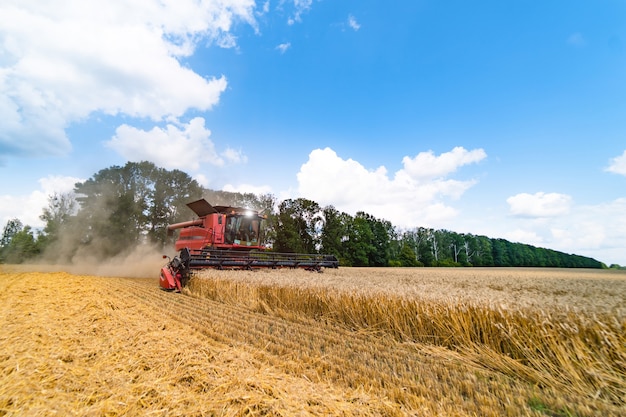 Grain harvesting combine in a sunny day.