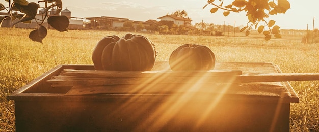 Grain meadow field with sunset sunlight and pumpkins on a table Concept of autumn outdoor scenic landscape Farmer and harvest agriculture view Nature and scenery Sunrise golden light