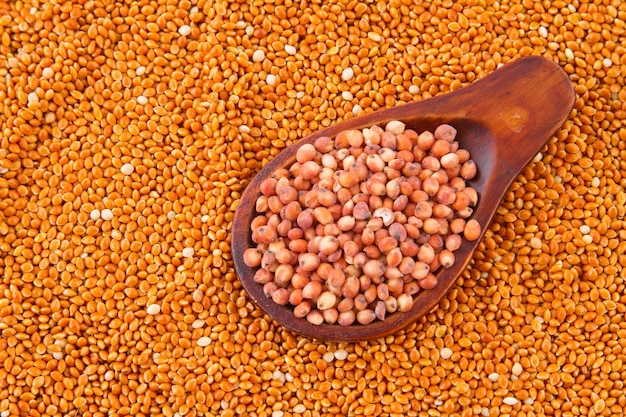 Grains of red and white sorghum Sorghum