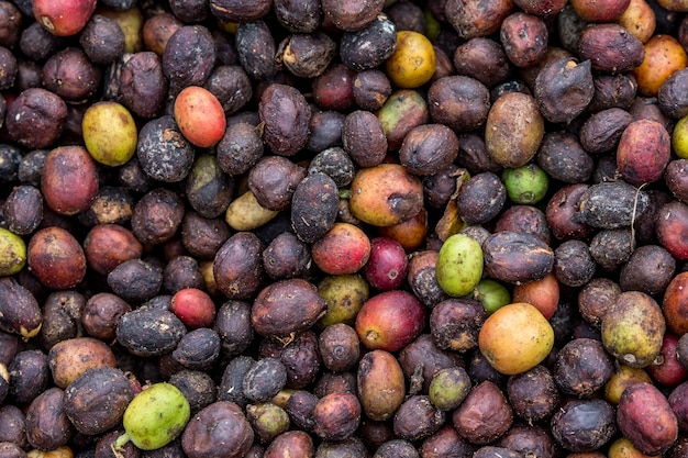 Grains of ripe coffee close-up. East Africa. Coffee plantation.