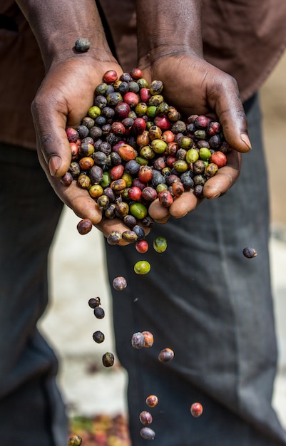 Photo grains of ripe coffee in the handbreadths of a person. east africa. coffee plantation.