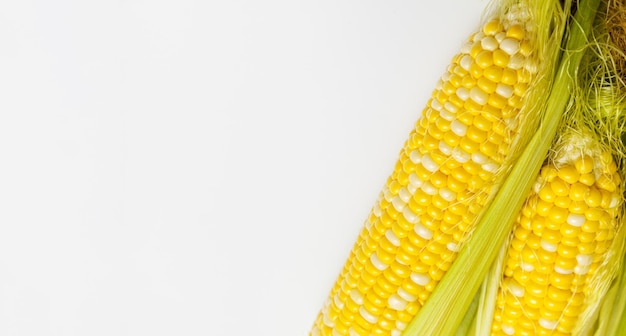 Grains of Ripe Corn with Water Droplets Extreme Macro Isolated with copy space for text